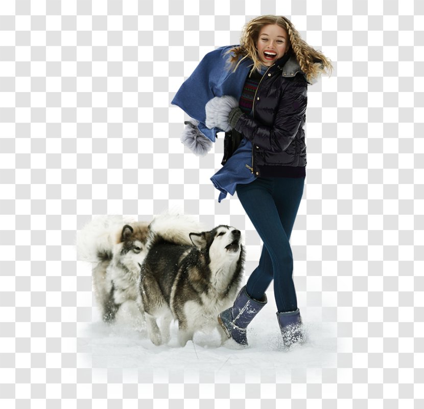 Dog Breed Companion Fur Winter Transparent PNG