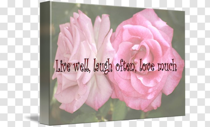 Garden Roses Cabbage Rose Floribunda Floristry Flower - Greeting Card Transparent PNG