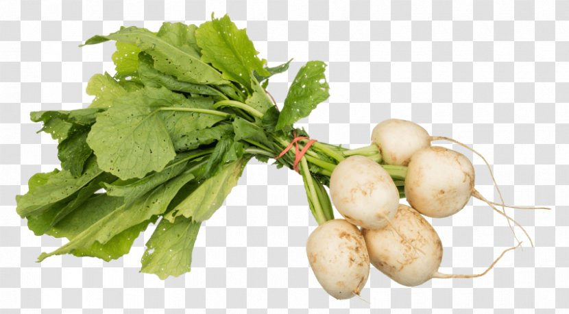 Vegetarian Cuisine Daikon Turnip Rutabaga - Root Vegetables - Border Transparent PNG