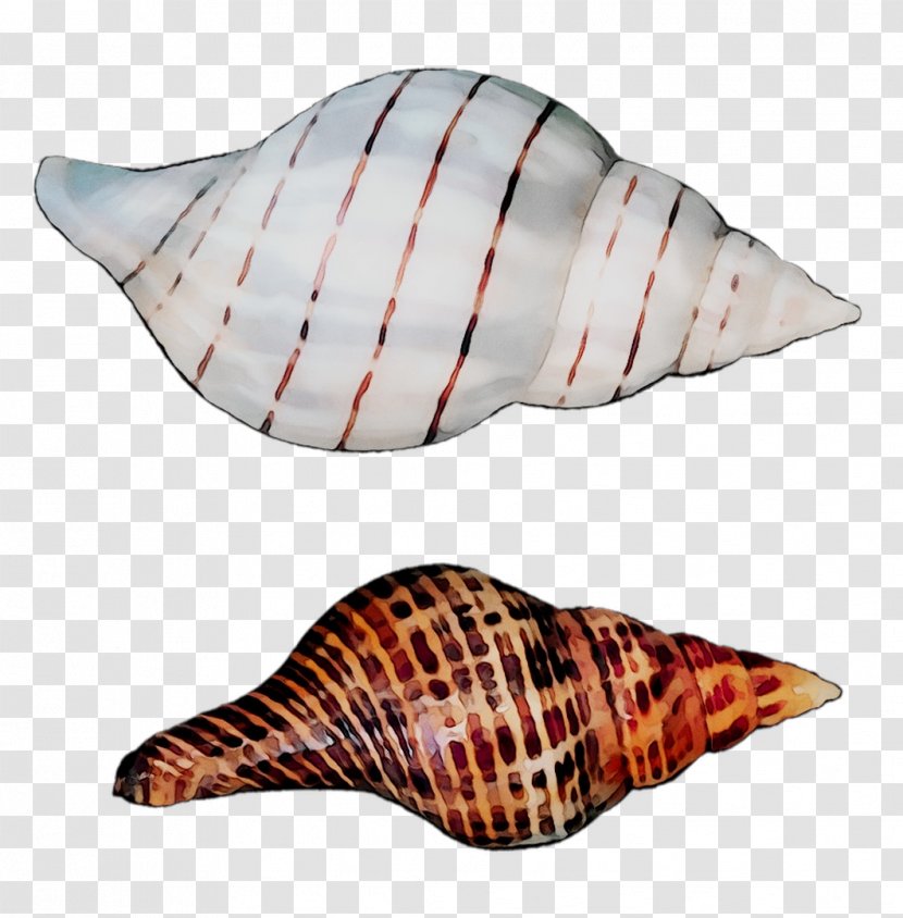 Seashell Clip Art Sea Snail Image - Gastropod Shell Transparent PNG