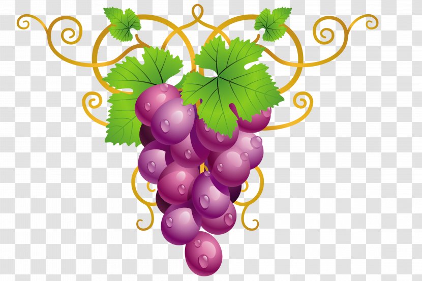 Common Grape Vine Wine Clip Art - Grapevine Family - Grapes Transparent PNG