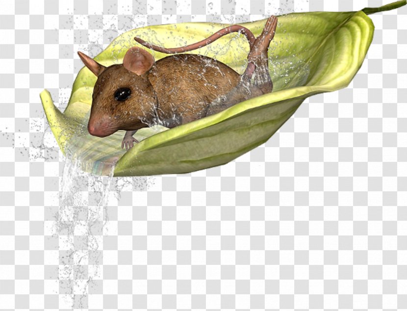 Hamster Rat House Mouse Animal - Organism Transparent PNG