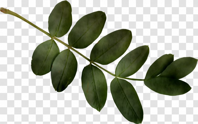 Leaf Plant Stem Plants - Flowering - Tree Transparent PNG