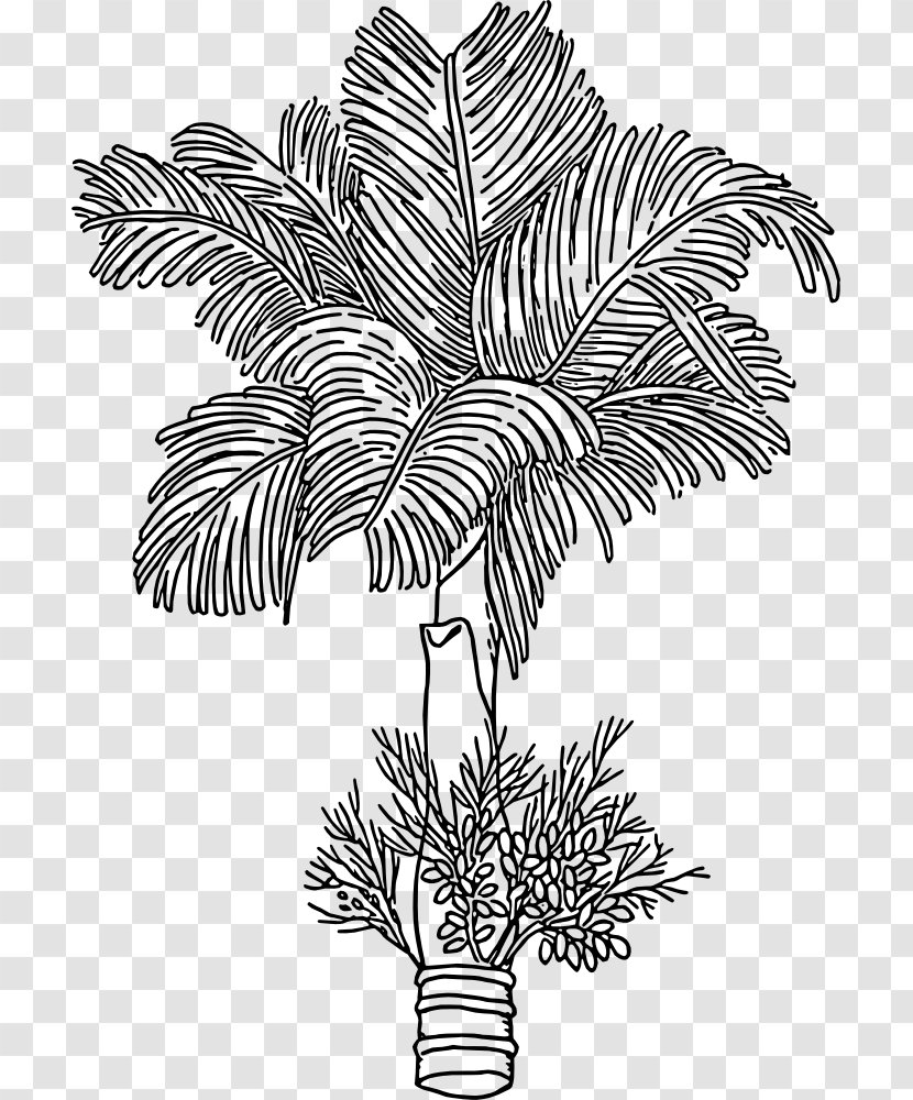 Areca Palm Nut Betel Arecaceae Paan - Leaf Transparent PNG