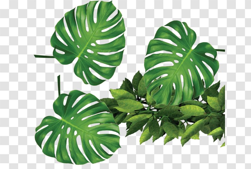 Leaf Template Rxe9sumxe9 Clip Art - Flyer - Tropical Plants Green Leaves Transparent PNG