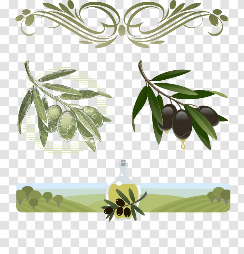 Olive Oil Stock Illustration Royalty-free - Cartoon Collection Transparent PNG
