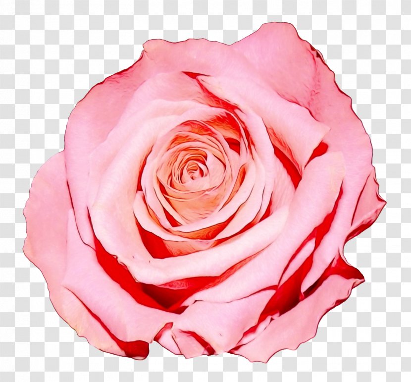 Clip Art Rose Image Transparency - Photography - Beauty Transparent PNG