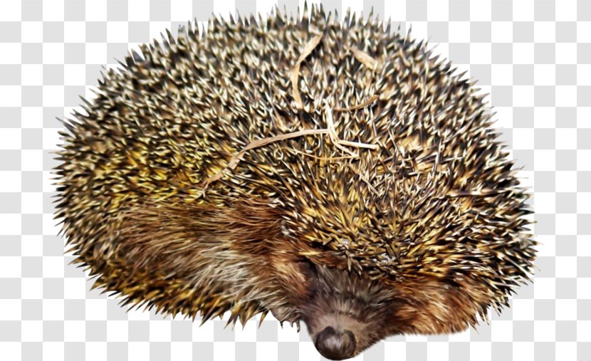 Domesticated Hedgehog Clip Art Echidna Transparent PNG