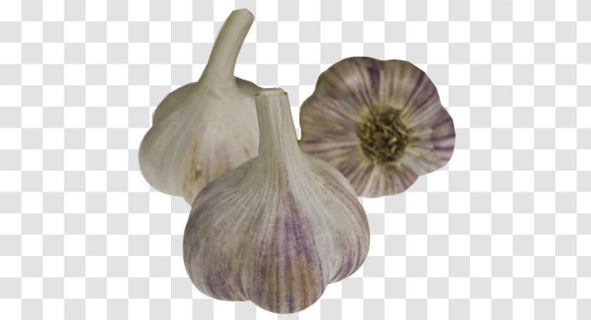 Garlic Cultivar Onion Dobrodar Seed - Frame - When To Harvest Transparent PNG