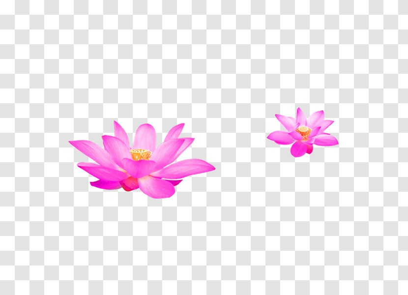 Water Lilies Nelumbo Nucifera Ink Wash Painting Chinese - Watercolor - Pink Fresh Lotus Decoration Pattern Transparent PNG