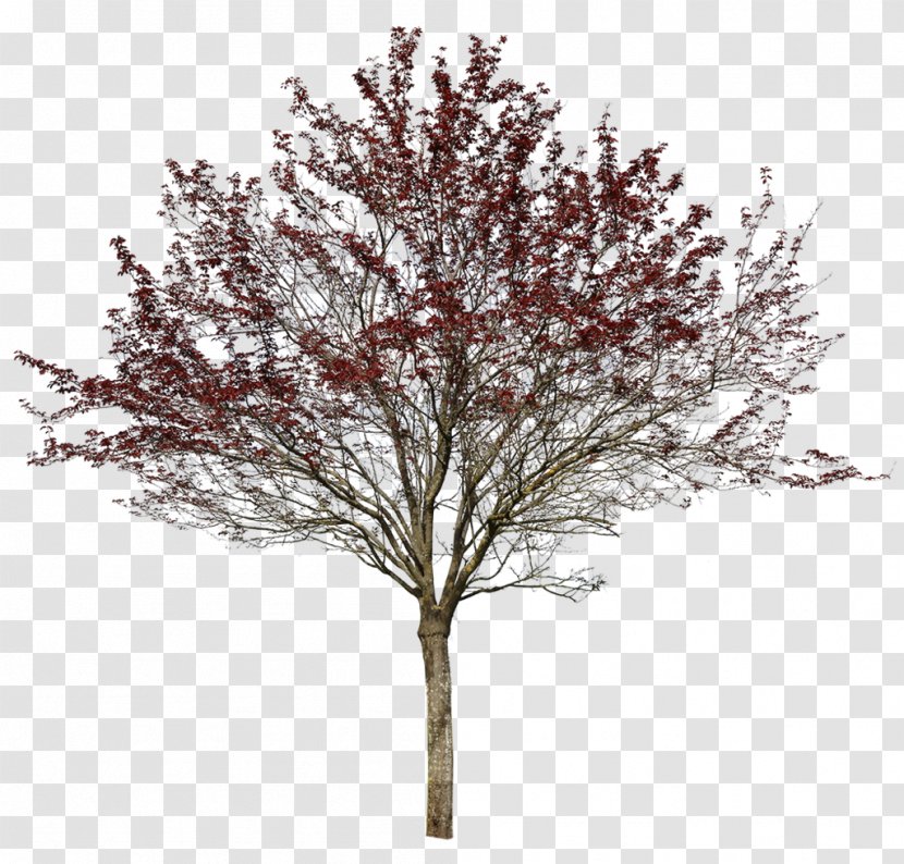 Prunus Cerasifera Var. Pissardii Twig Tree Nigra - Plant Stem Transparent PNG