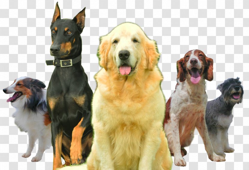 Dog Breed Sporting Group Companion Snout - Like Mammal Transparent PNG