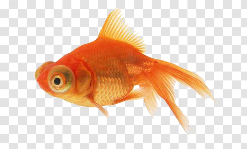 Angelfish Goldfish - Vertebrate - Orange Transparent PNG