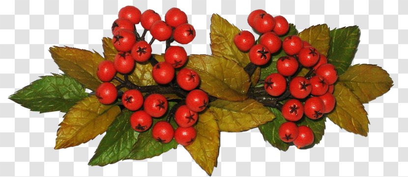Strawberry Mountain-ash Food Tree - Berry Transparent PNG