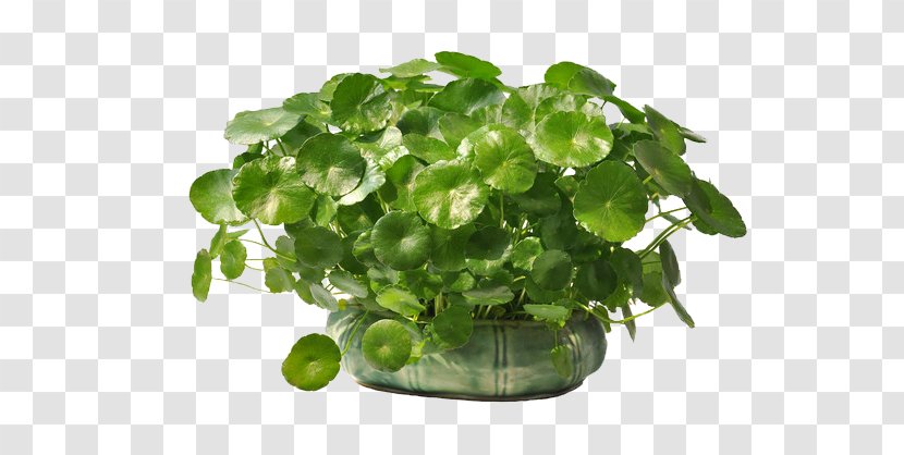 Plant Flowerpot Centella Asiatica Leaf - Annual - Coins Grass Green Water To Keep Material Transparent PNG