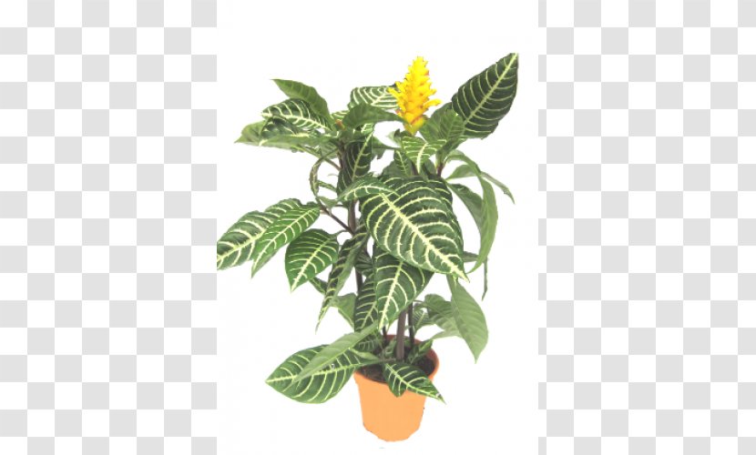 Leaf Flowerpot Houseplant Plant Stem Tree Transparent PNG