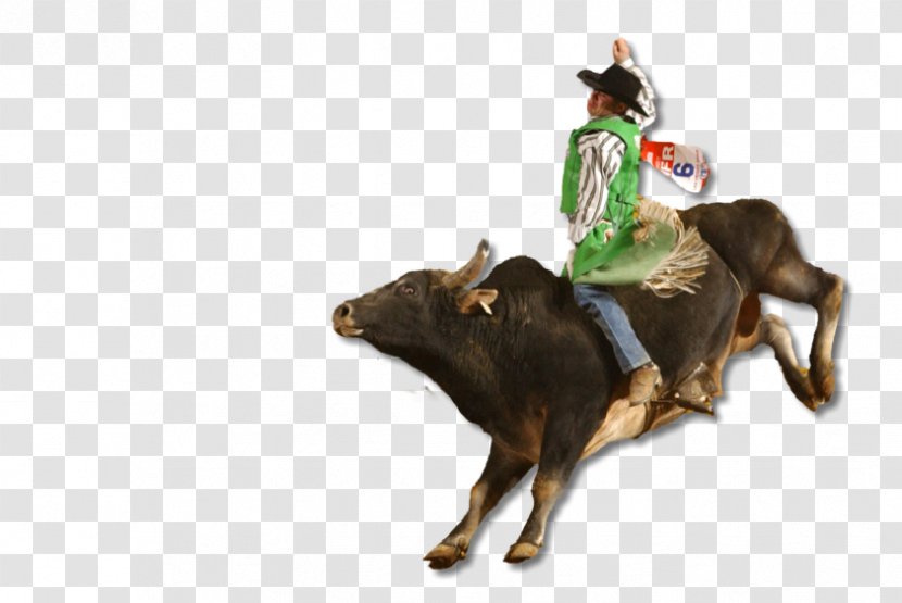 Bull Riding Rodeo Professional Riders Bucking - Houston Livestock Show And Transparent PNG