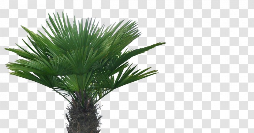 Asian Palmyra Palm Arecaceae Tree Coconut Transparent PNG