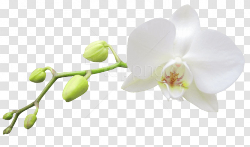 Flower White Plant Petal Moth Orchid Transparent PNG