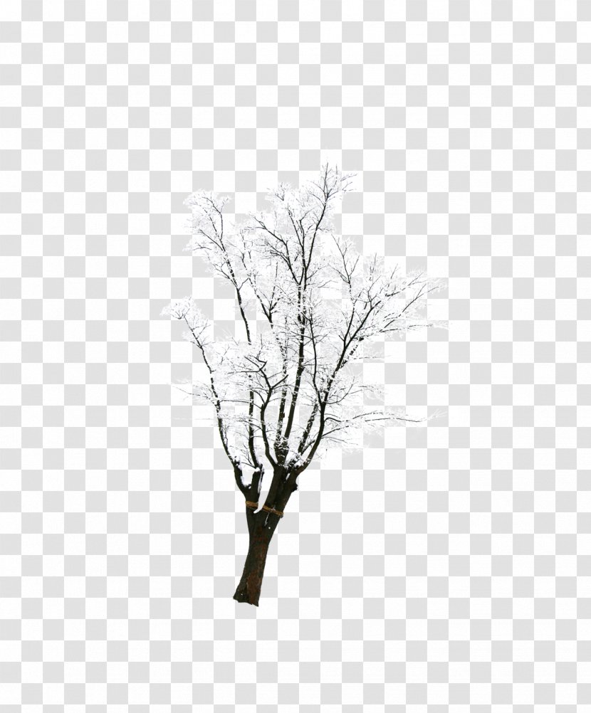 Snow Tree Winter - With Transparent PNG