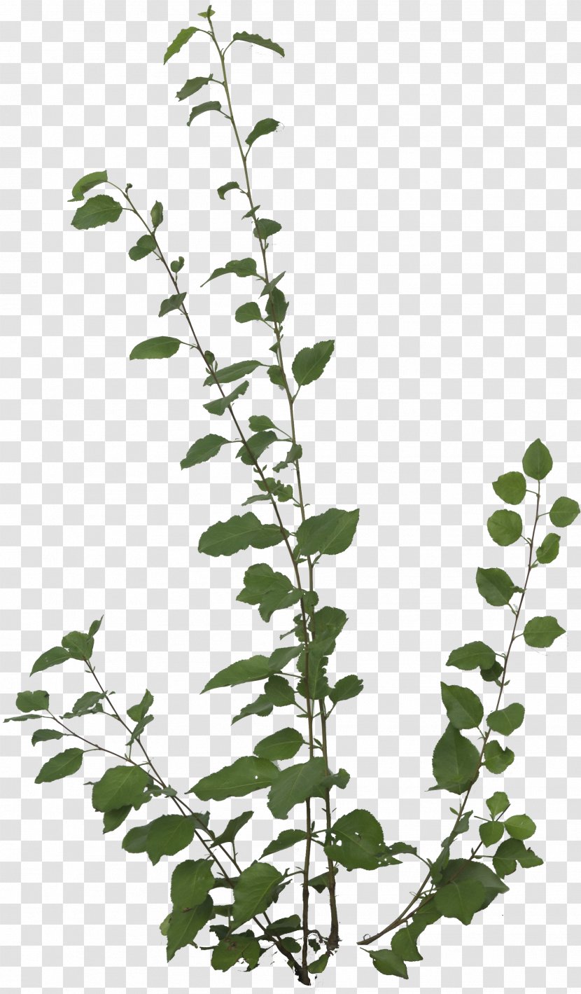 Aesculus Californica Poison Sumac Plant Western Oak Ivy - Branch - Foliage Decal Texture Transparent PNG