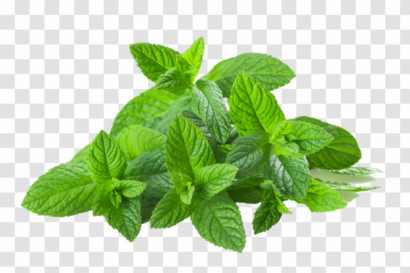Mentha Spicata Water Mint Food Herbaceous Plant Fat Transparent PNG