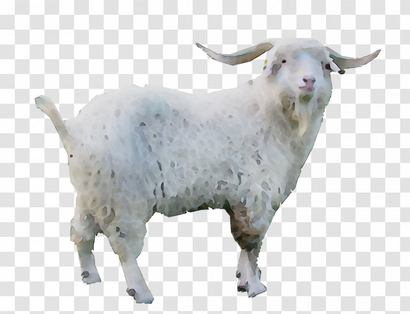 Goat Sheep Cattle - Horn - Mammal Transparent PNG