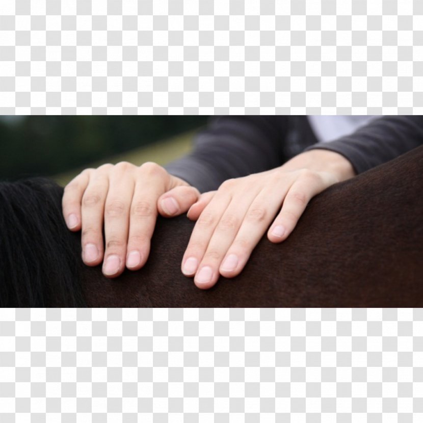 Horse Tierheilpraktiker Physical Therapy Acupuncture Applied Kinesiology - Nail Transparent PNG