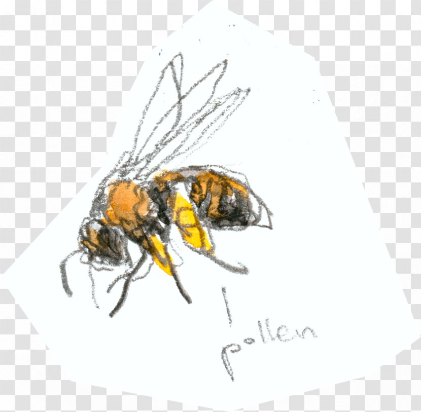 Honey Bee - Insect Transparent PNG