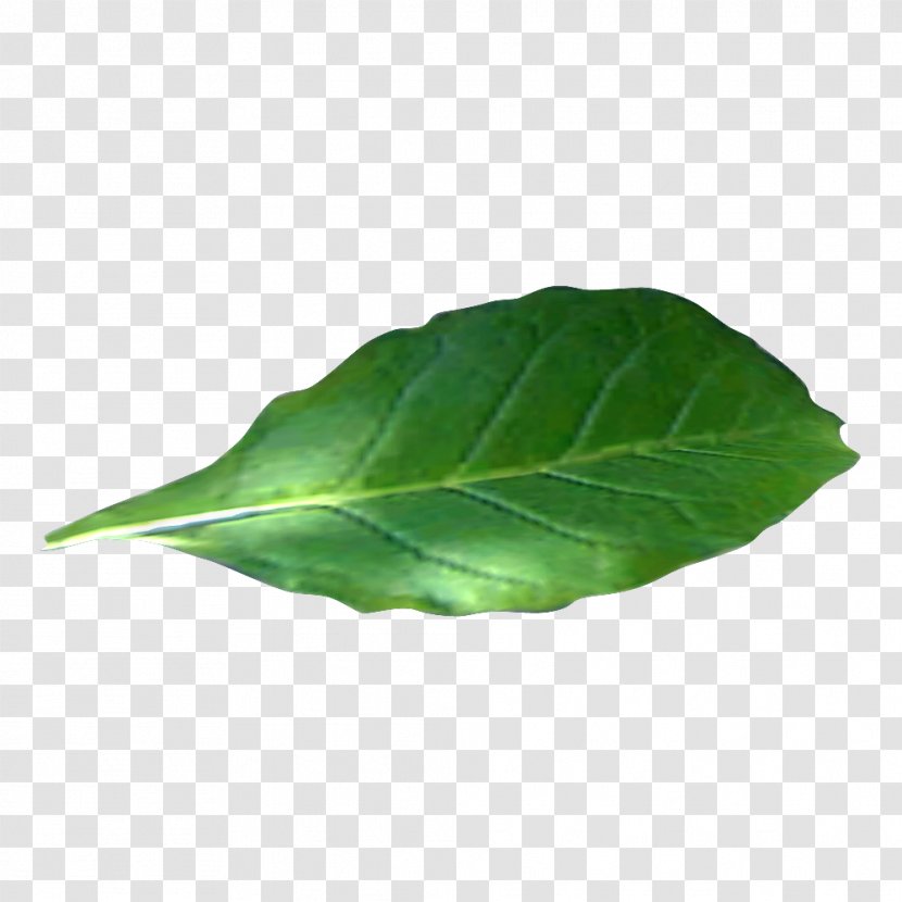 Tobacco Plants Wiki Pipe - Leaf Transparent PNG