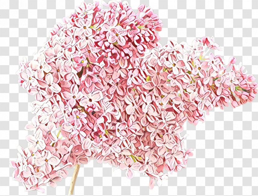 Pink Cut Flowers Plant Flower Blossom Transparent PNG