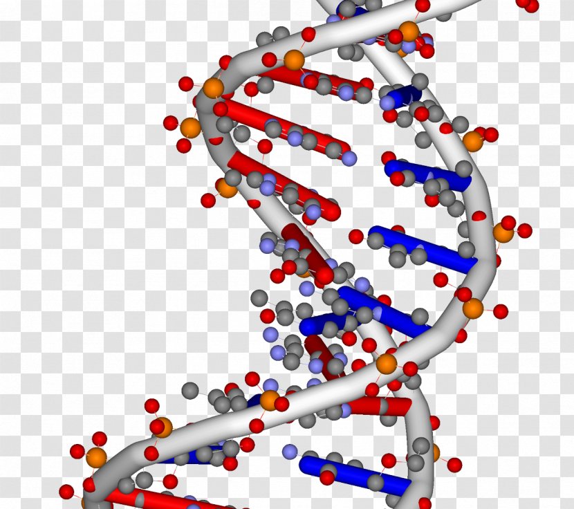 DNA Nucleic Acid Double Helix RNA Genome - Rna - Science Transparent PNG