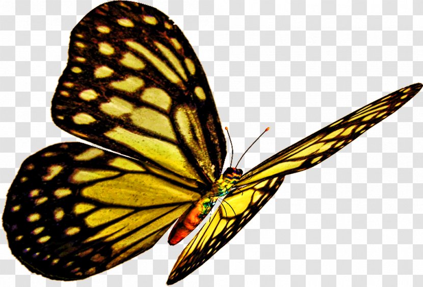 Monarch Butterfly Drawing - Lycaenid Argynnis Transparent PNG