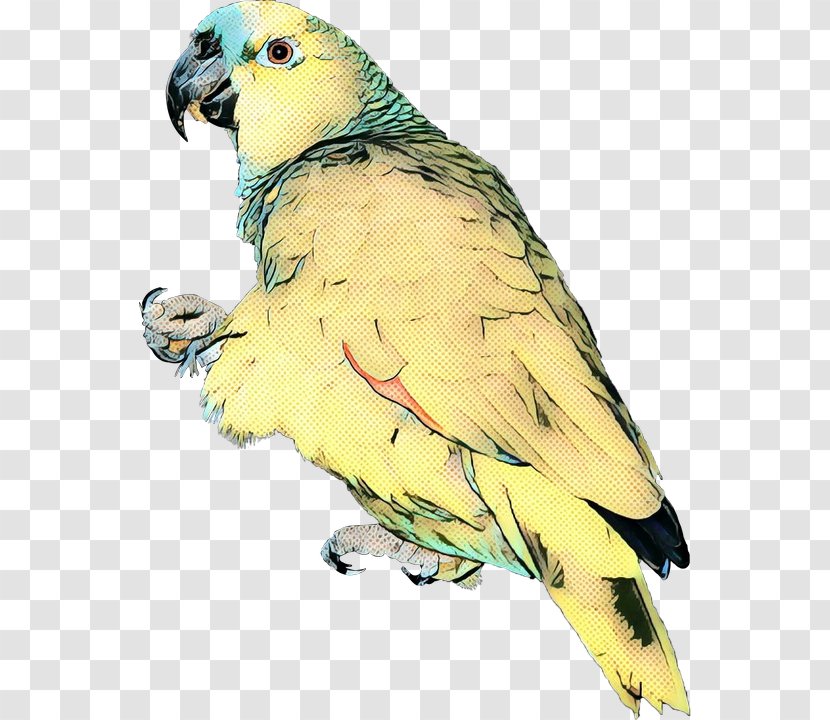 Parrot Lovebird Macaw Image - Falconiformes Transparent PNG