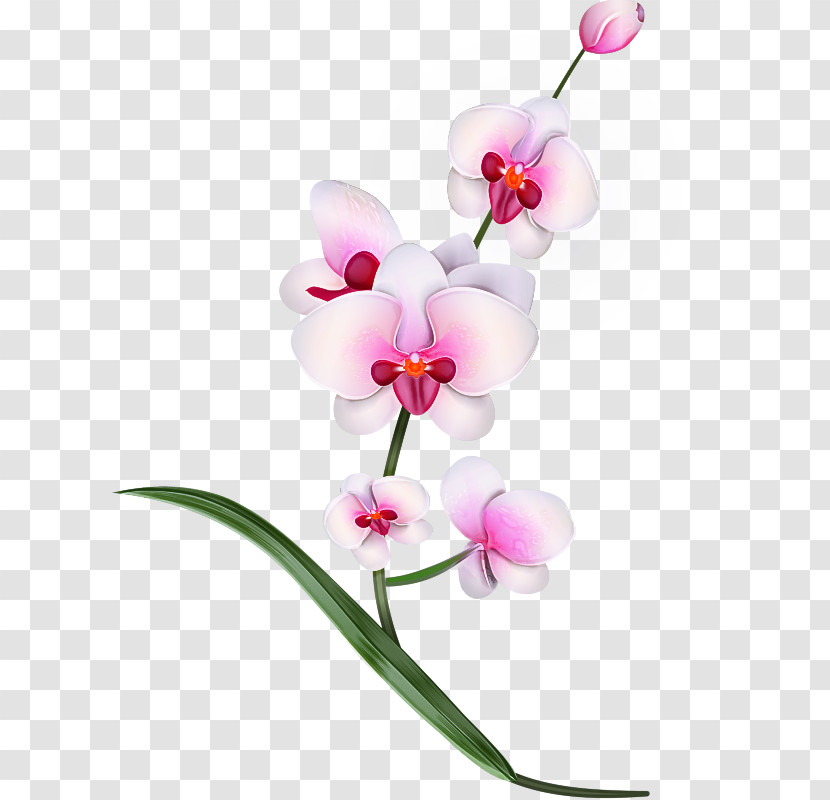 Flower Moth Orchid Plant Pink Moth Orchid Transparent PNG
