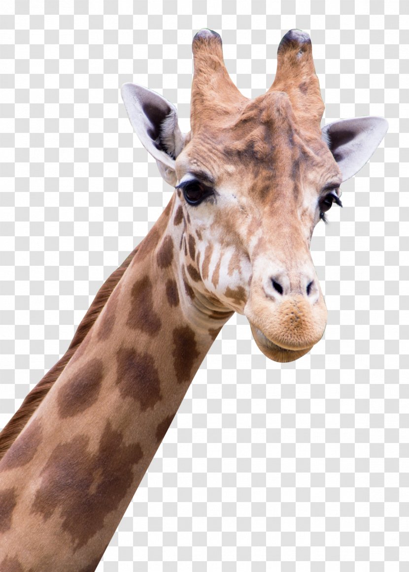 Giraffe Arabic Alphabet - Neck Transparent PNG