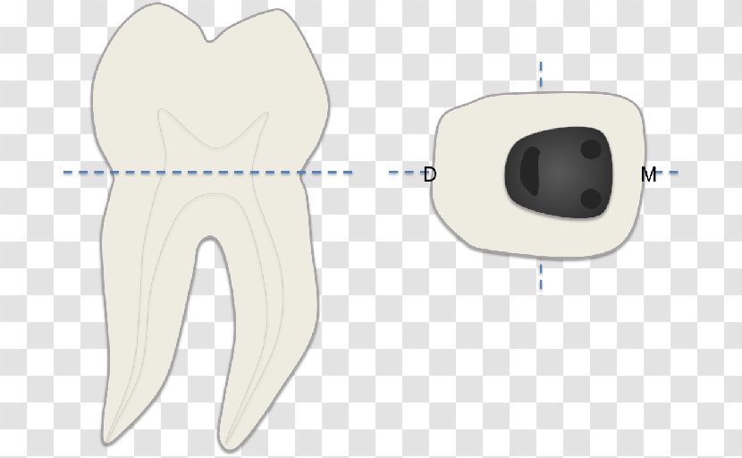 Human Tooth Product Design Font - Tree - Dente Molar Transparent PNG