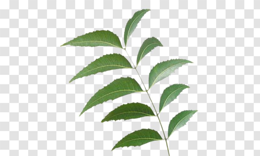Neem Tree Oil India Manufacturing Transparent PNG