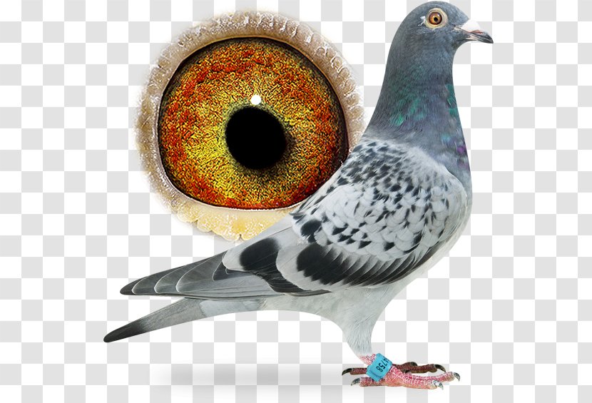 Racing Homer Columbidae Pigeon Bird Beak - Nickelodeon - Dangling Ring Transparent PNG