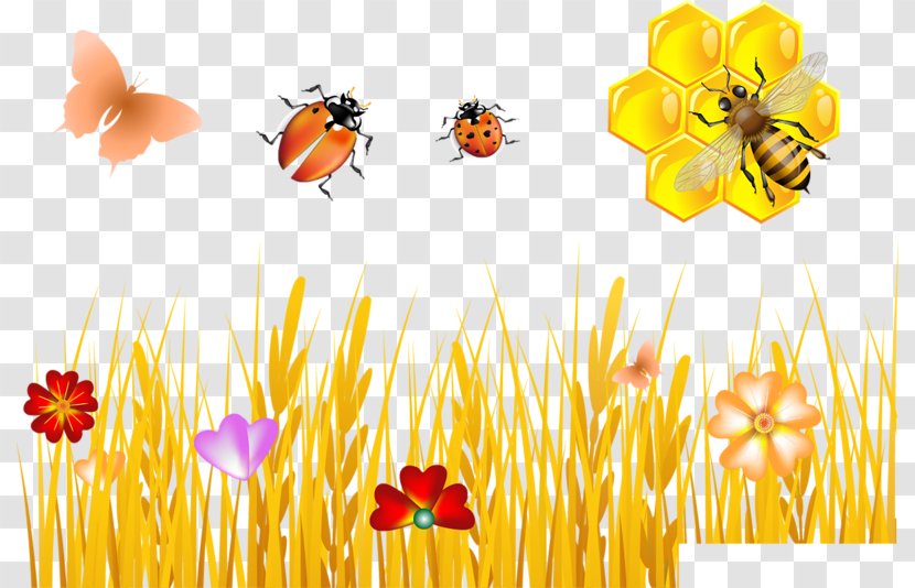 Bee Royalty-free Vector Graphics Stock Illustration Photography - Flowering Plant Transparent PNG