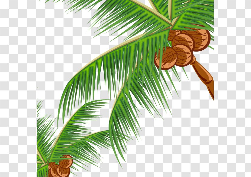 Coconut Fast Food Pine Leaf Illustration - Tree Transparent PNG
