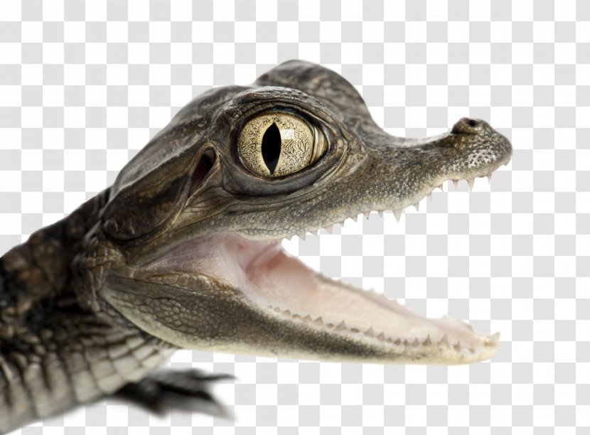 Nile Crocodile Spectacled Caiman American Alligator Transparent PNG