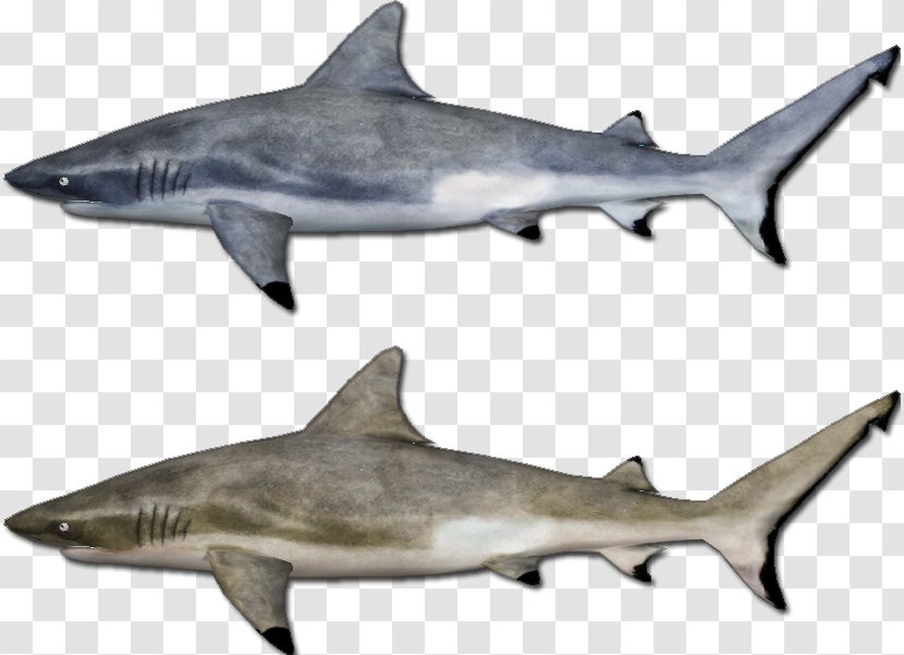 Great White Shark Requiem Sharks Squaliform Mackerel Marine Biology - Arrecife Banner Transparent PNG