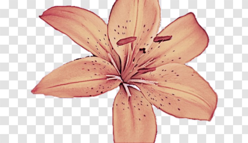 Petal Lily Pink Flower Plant - Stargazer Orange Transparent PNG