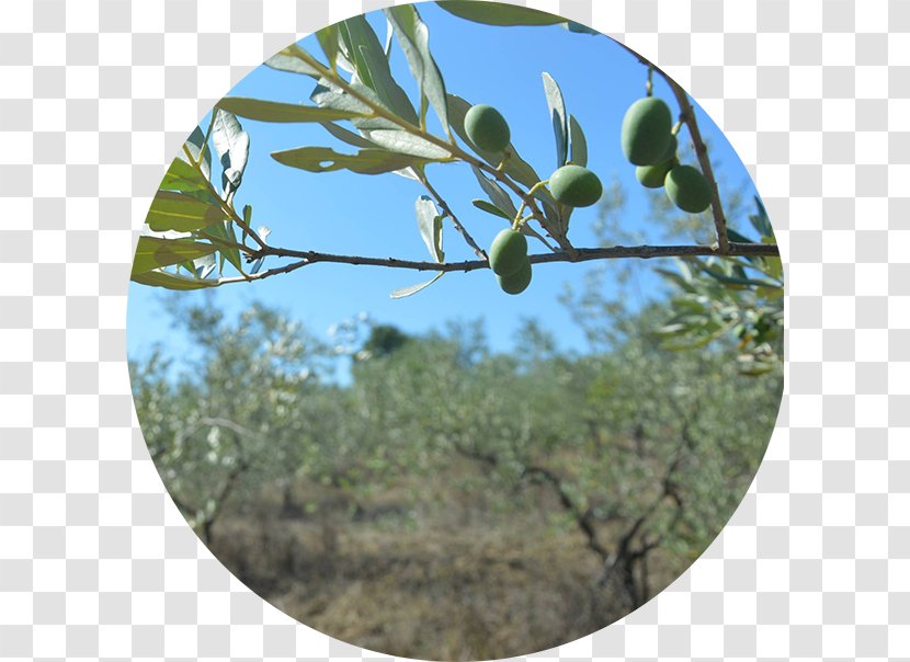 Olive - Food Transparent PNG