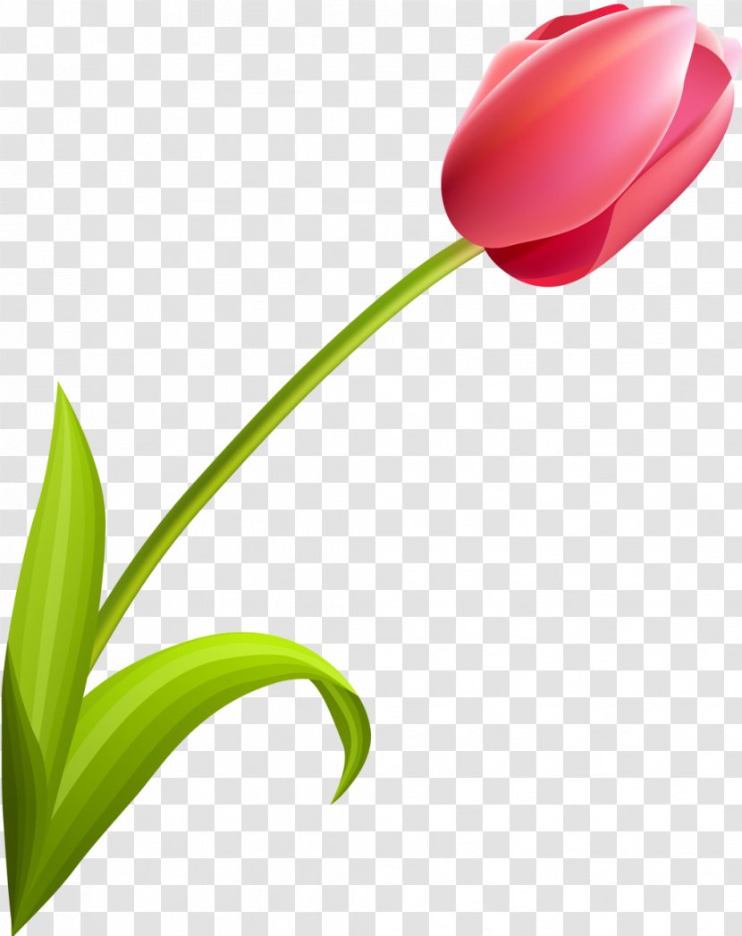 Flowering Plant Tulip Liliaceae - Stem Transparent PNG