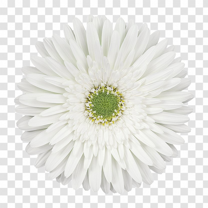 Transvaal Daisy Cut Flowers Blumenversand Chrysanthemum Oxeye Transparent PNG