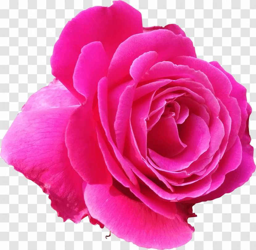 Flower Blue Rose Clip Art - Family - Pink Rosa Transparent PNG