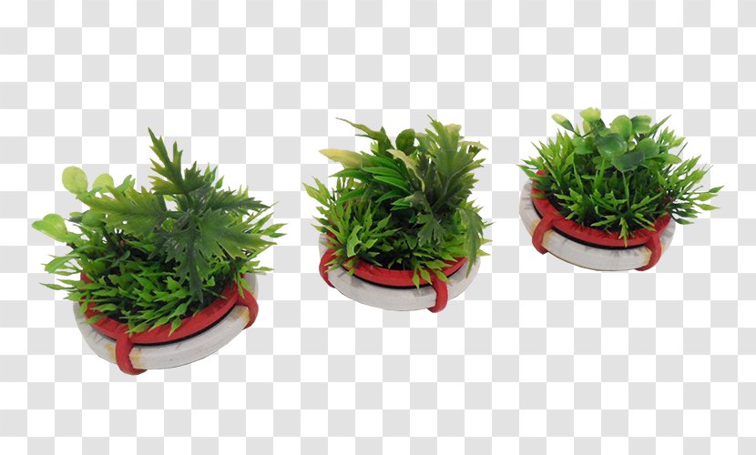 Flowerpot Houseplant Herb - Planters Transparent PNG