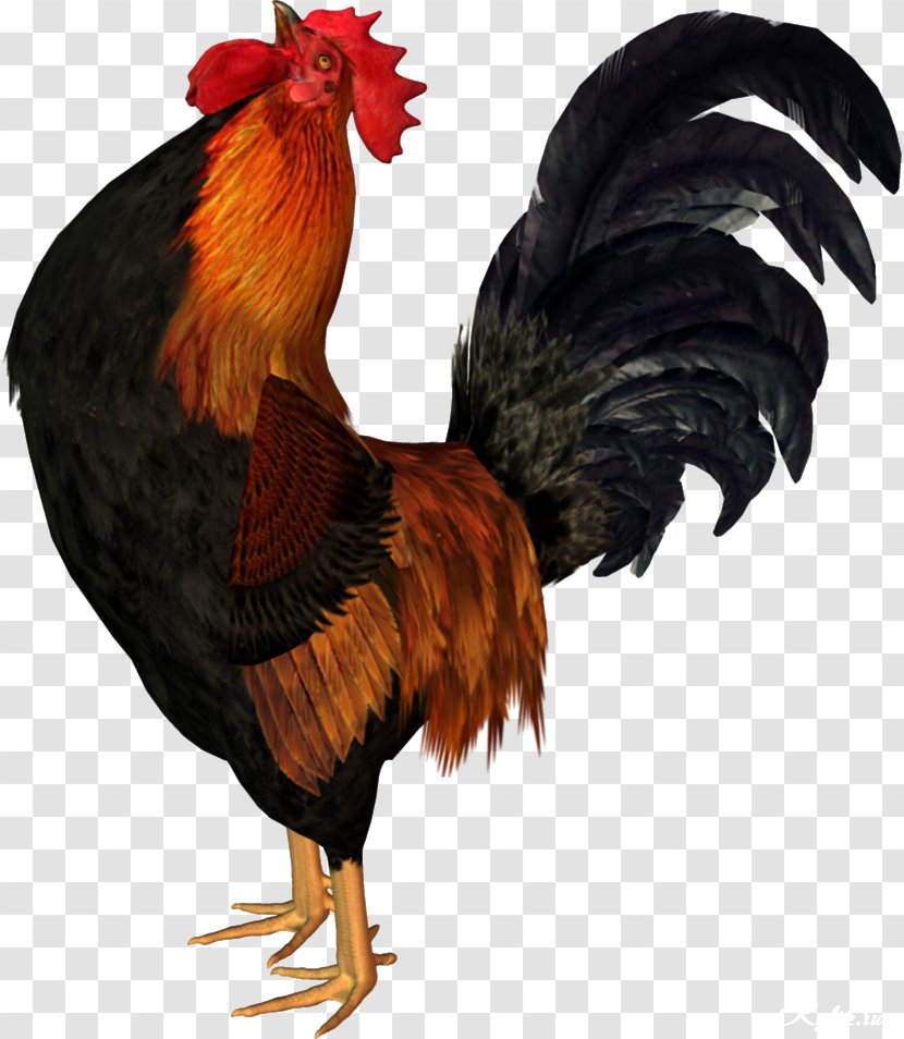 Polish Chicken Hamburg Rooster Animation Clip Art Transparent PNG